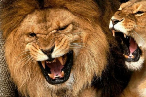 Najjači čeljusti životinjskog svijeta